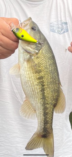 DEEP DIVER- Chartreuse Bumble Bee