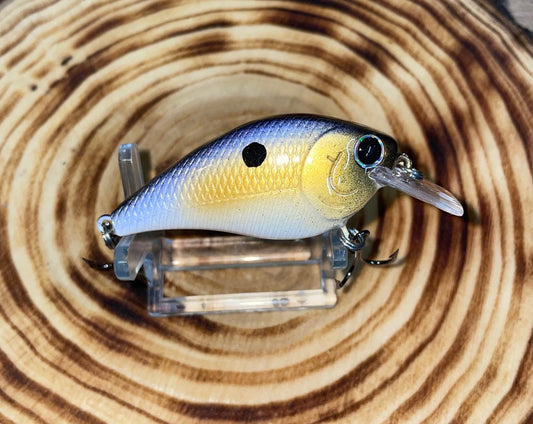 SQUAREBILL- Alewife Shad