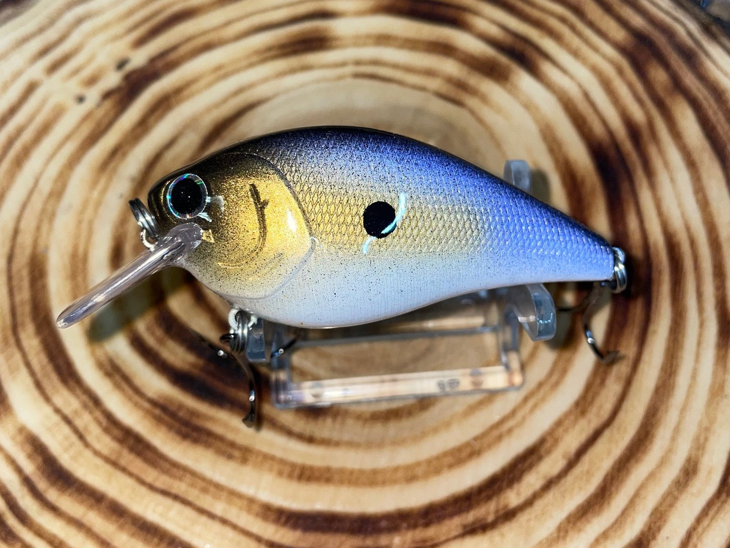 SQUAREBILL- Alewife Shad