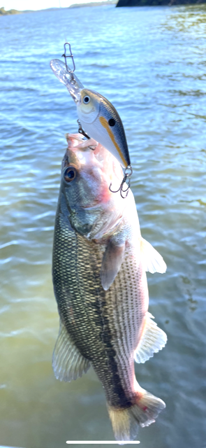 SQUAREBILL- Natural Shad