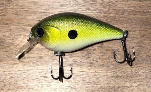 SQUAREBILL- Golden Shiner