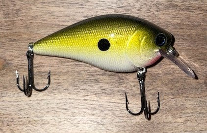 SQUAREBILL- Golden Shiner