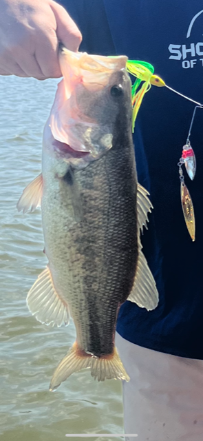 SPINNERBAIT- Chartreuse, Orange, Green