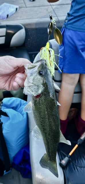 SPINNERBAIT- Chartreuse and White